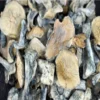 Great White North - Magic Mushrooms - Black Sheep Delivery