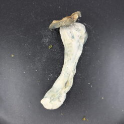 Magic Mushrooms - Black Sheep Delivery