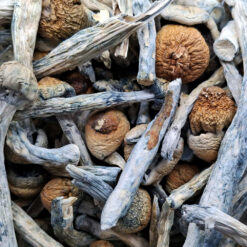 Trinity - Magic Mushrooms - Black Sheep Delivery