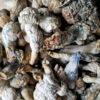 Albino Penis Envy - Magic Mushrooms - Black Sheep Delivery