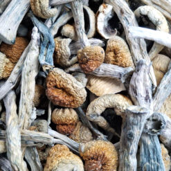 Blue Meanies - Magic Mushrooms - Black Sheep Delivery