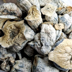 Hillbilly - Magic Mushrooms - Black Sheep Delivery