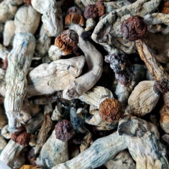 Penis Envy - Magic Mushrooms - Black Sheep Delivery