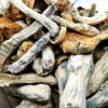 Tidal Wave - Magic Mushrooms - Black Sheep Delivery