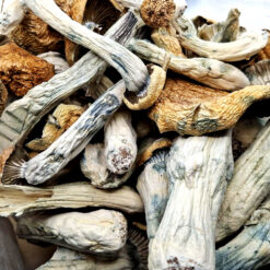 Tidal Wave - Magic Mushrooms - Black Sheep Delivery