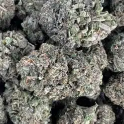 Motor Milk 2 - Hybrid - AAA++ - Black Sheep Delivery