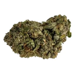 Motor Milk - Hybrid - AAA++ - Black Sheep Delivery
