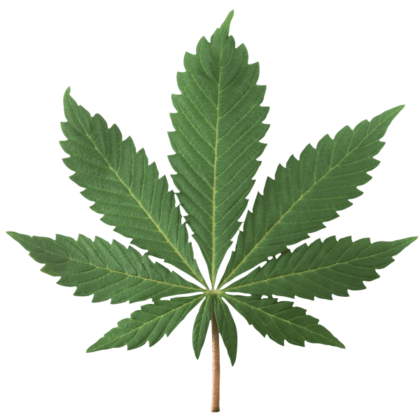 Weed - Black Sheep Delivery