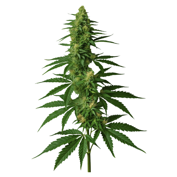 Sativa Weed - Black Sheep Delivery