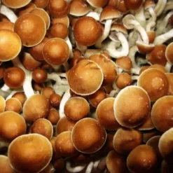 Magic Mushrooms